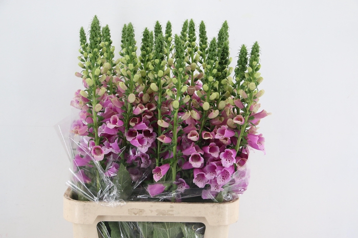 <h4>DIGI CAMELOT ROSE</h4>