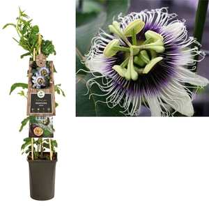 Passiflora 'Edulis' +3.0 label