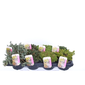 Sedum mix in tray