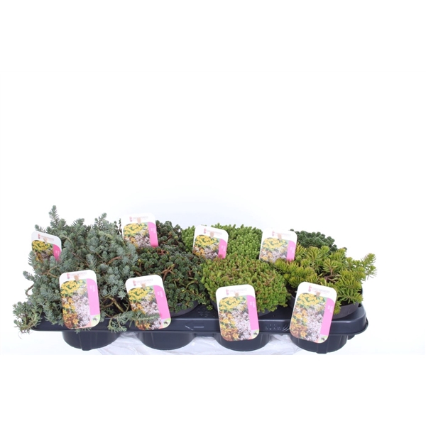 <h4>Sedum mix in tray</h4>