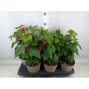 Abutilon   ...mix
