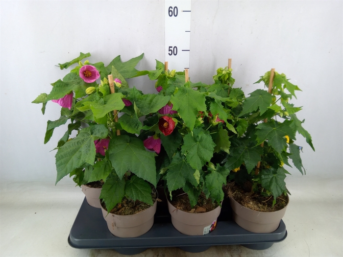 <h4>Abutilon   ...mix</h4>