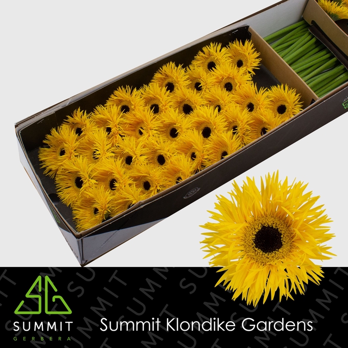 <h4>Germini Spider Dunga Half doos</h4>