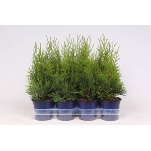 Thuja Occ Smaragd