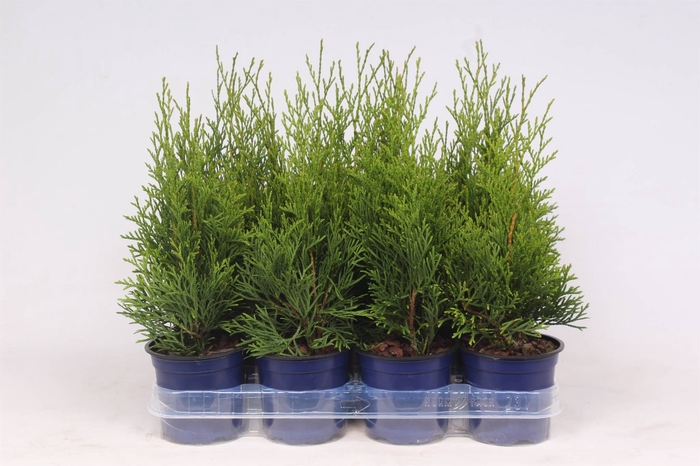 <h4>Thuja Occ Smaragd</h4>