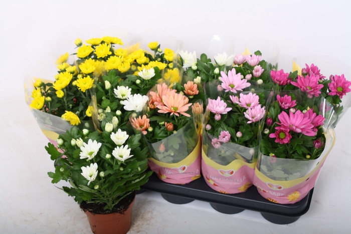 <h4>CHRYS GEM 5 KL</h4>