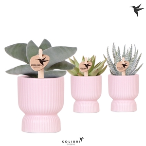 Kolibri Greens Succulenten mix in Diabolo pot pink