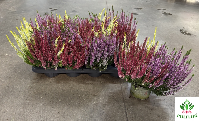 Calluna vulgaris 3 kolory 12Ø 30cm