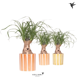 Kolibri Greens Beaucarnea in Painted Stripe pot yellow mix