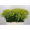 Solidago Tara Gold