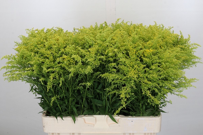 <h4>Solidago Tara Gold</h4>