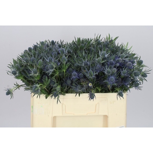 Eryngium Blue Lagoon