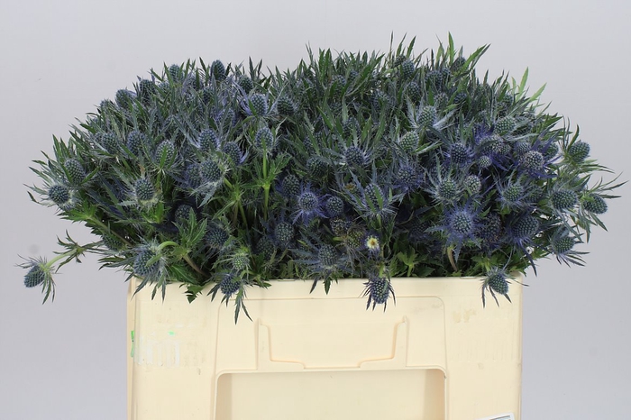 <h4>Eryngium Blue Lagoon</h4>