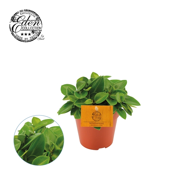 <h4>Peperomia Pixie, 12cm</h4>