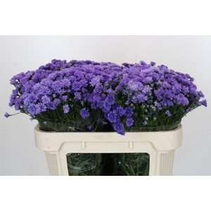 Aster Dark Rose