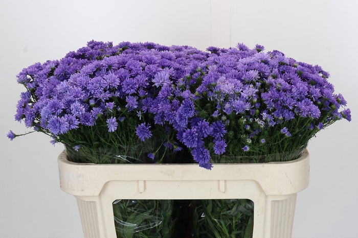 <h4>Aster Dark Rose</h4>