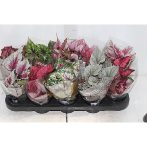 BEGONIA BELEAF P11 PO