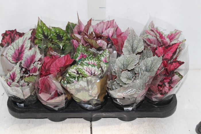 <h4>BEGONIA BELEAF P11 PO</h4>