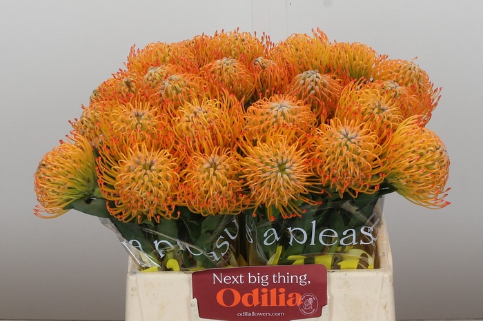 Nutans Ayoba Sun