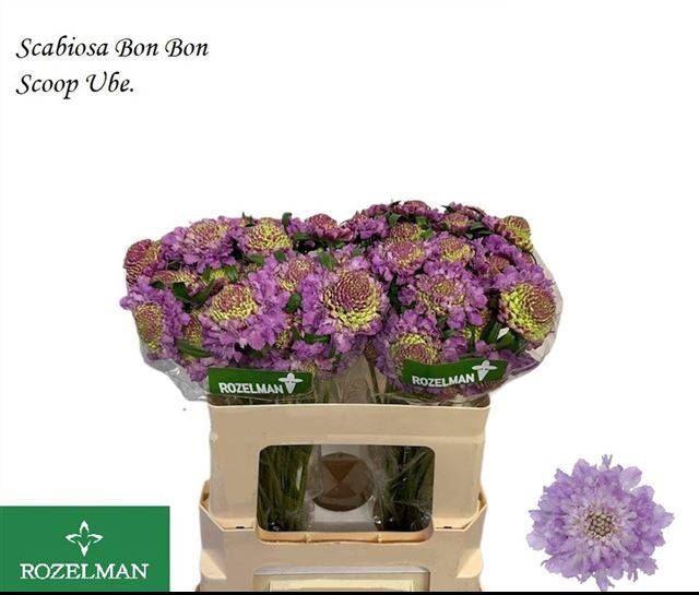 <h4>SCAB ATROPURPUREA BON BON SCOOP UBE</h4>