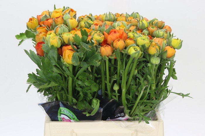 <h4>Ranunculus Elegance Orange</h4>