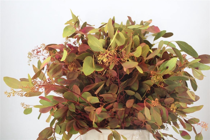 <h4>Euca Populus Berry 200gr De Luxe P Bunch</h4>