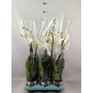 Phalaenopsis   ...