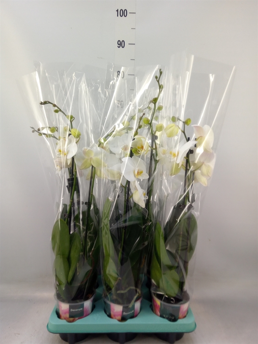 <h4>Phalaenopsis   ...</h4>