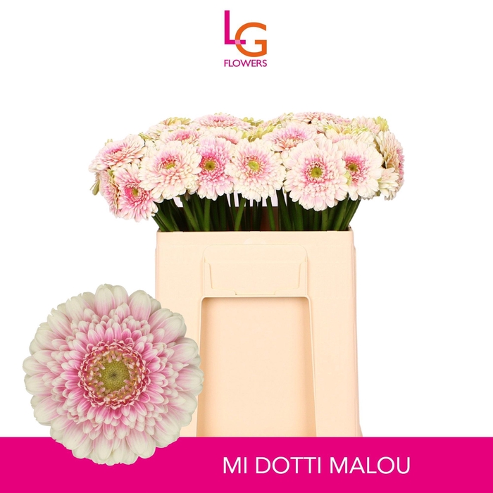 <h4>GE MI MALOU</h4>