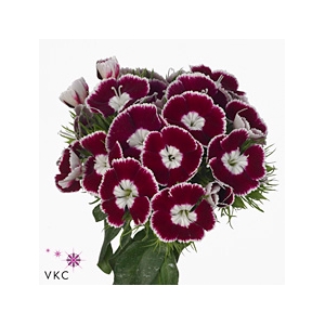 Di Barb King X50 60cm