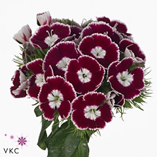 <h4>Di Barb King Bordeaux White 55 Cm</h4>