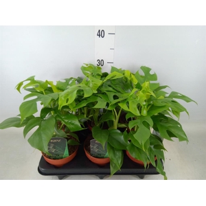 Rhaphidophora tetrasperma