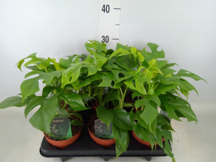 <h4>Rhaphidophora tetrasperma</h4>