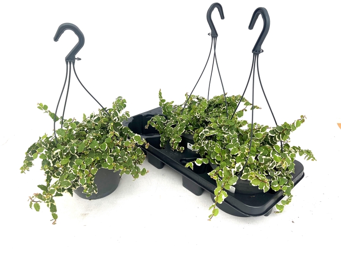 <h4>FIC PU SUNNY</h4>