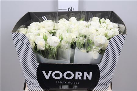 <h4>Rosa TR 'Wedding Party'</h4>