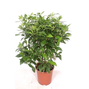 Psychotricha nervosa