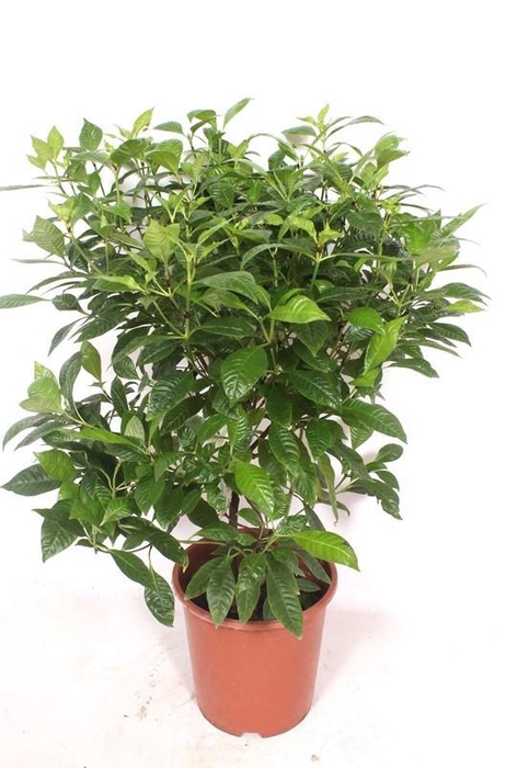 <h4>Psychotricha nervosa</h4>