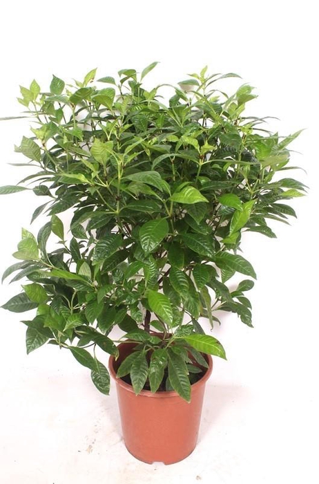 <h4>Psychotricha nervosa</h4>