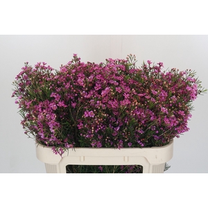 Chamelaucium Eden