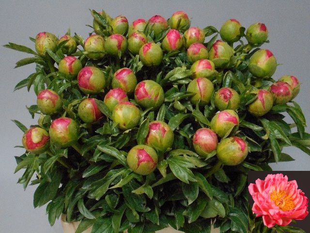 <h4>PAEO CORAL SUNSET</h4>