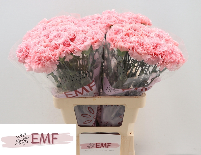 <h4>DI ST BIG ONE</h4>