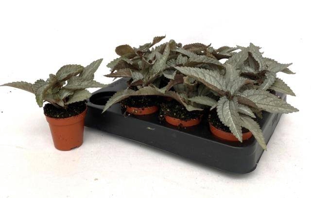 <h4>PILEA SPR SILV TREE</h4>