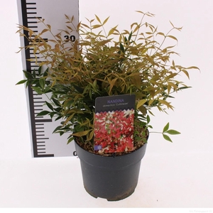Nandina domestica 'Gulfstream'