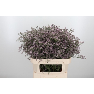 Lim Saf Oshi Pink 80 40