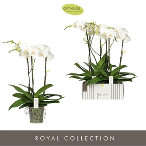 Phal 3-tak Fortuno Largo