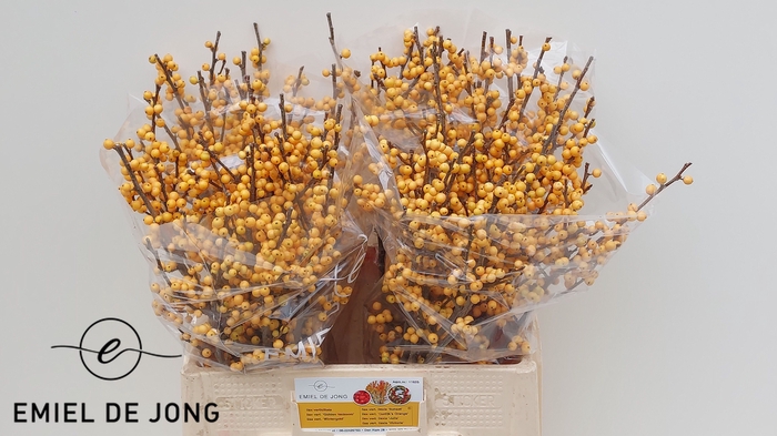 ILEX VE GOLD VERBOOM