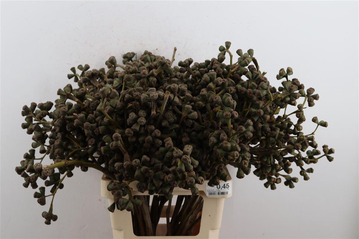 Euca Clock Long 60cm P Bunch