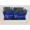 Eryngium Blue Dynamite