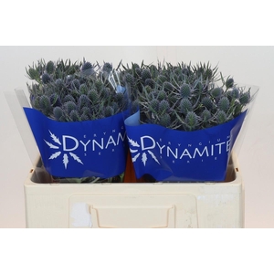 Eryngium Blue Dynamite