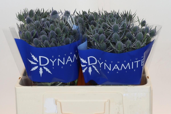Eryngium Blue Dynamite